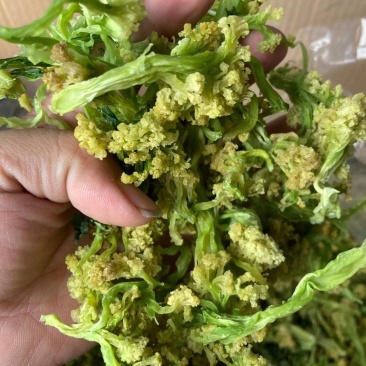 优质脱水花菜干，20斤一件