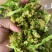 优质脱水花菜干，20斤一件