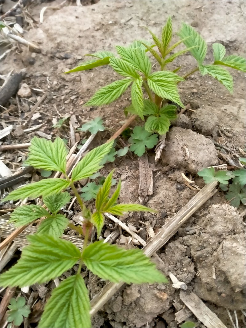 红树莓苗出售