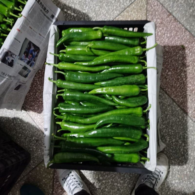 大尖椒，八号线椒