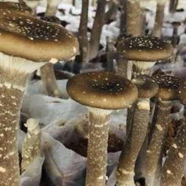 猪肚菇菌包菌棒出菇包，液体菌种，自动化生产，品质保障