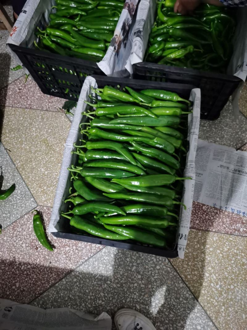 大尖椒，八号线椒