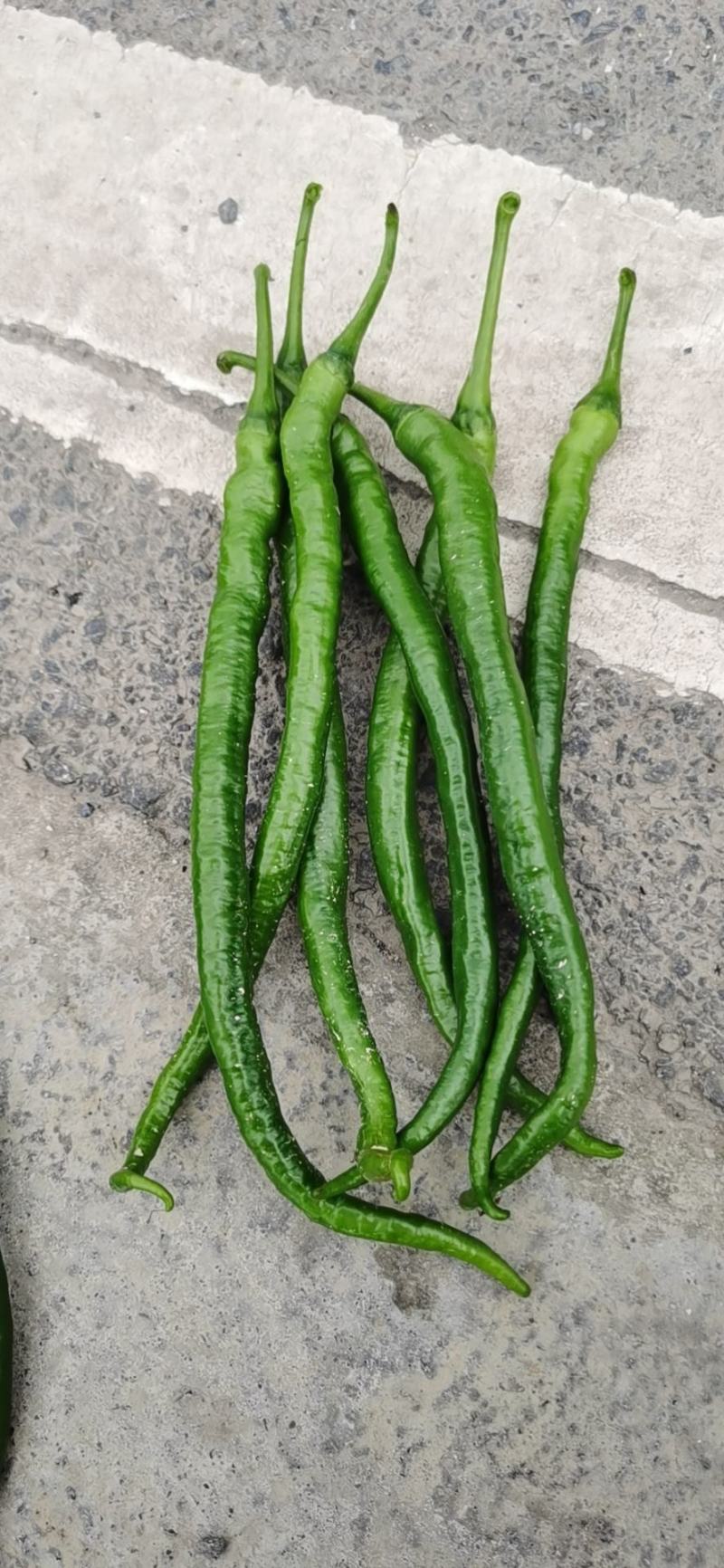 大尖椒，八号线椒