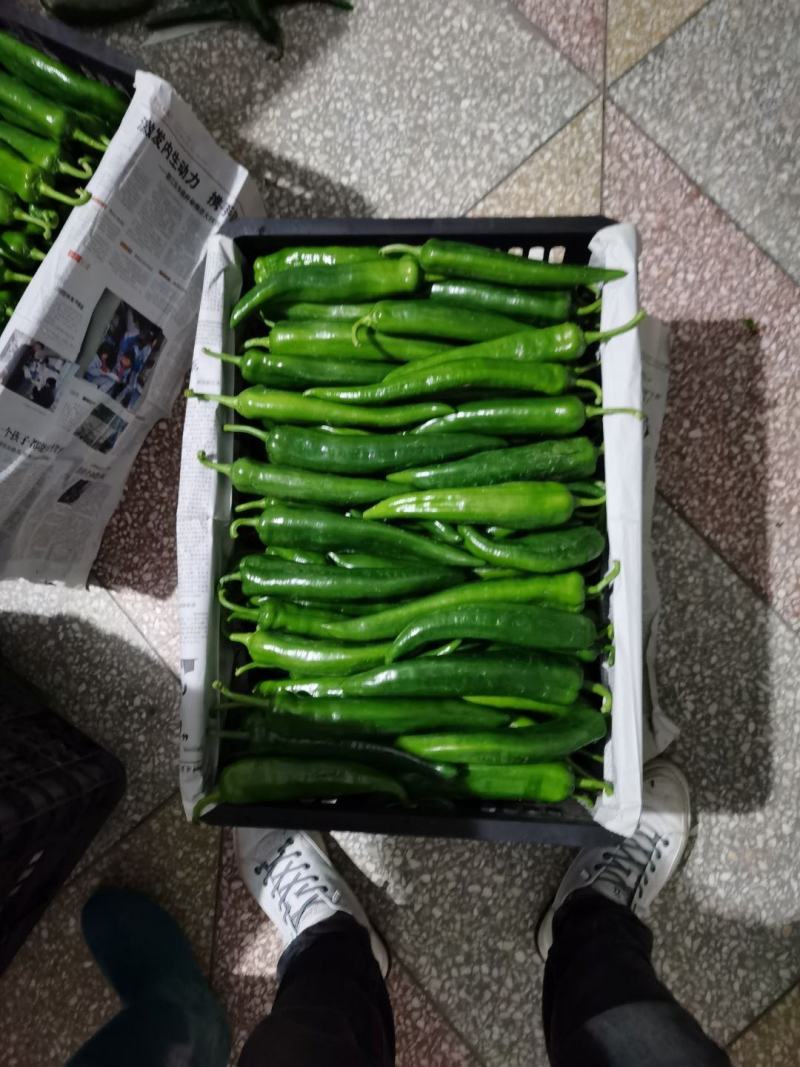 大尖椒，八号线椒