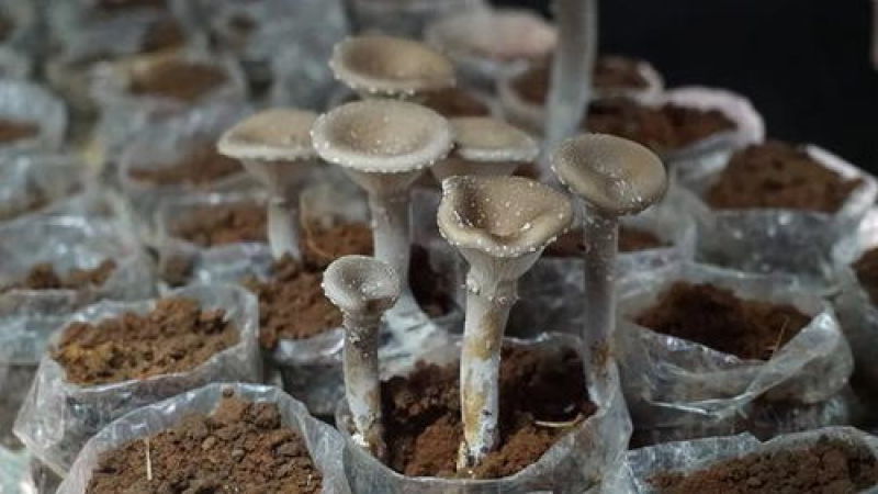 猪肚菇菌包菌棒出菇包，液体菌种，自动化生产，品质保障