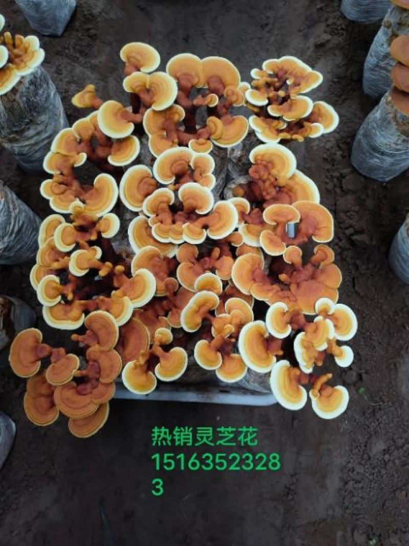 灵芝盆景，基地供应，一手货源，长期供应大小棵样式齐全