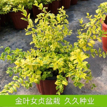 金叶女贞盆栽阳台庭院花叶盆栽地栽金色观叶植物耐寒耐热四季