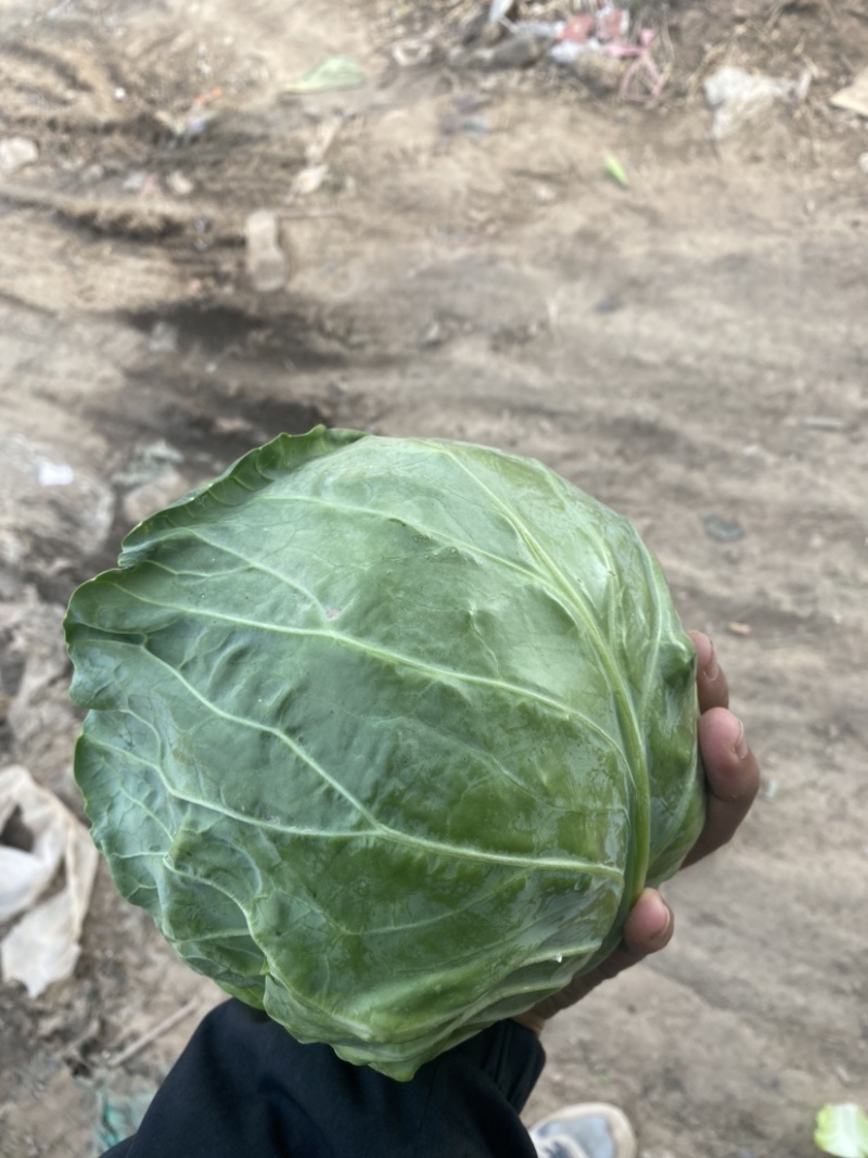 精品甘蓝质量保证甘甜清脆货源充足