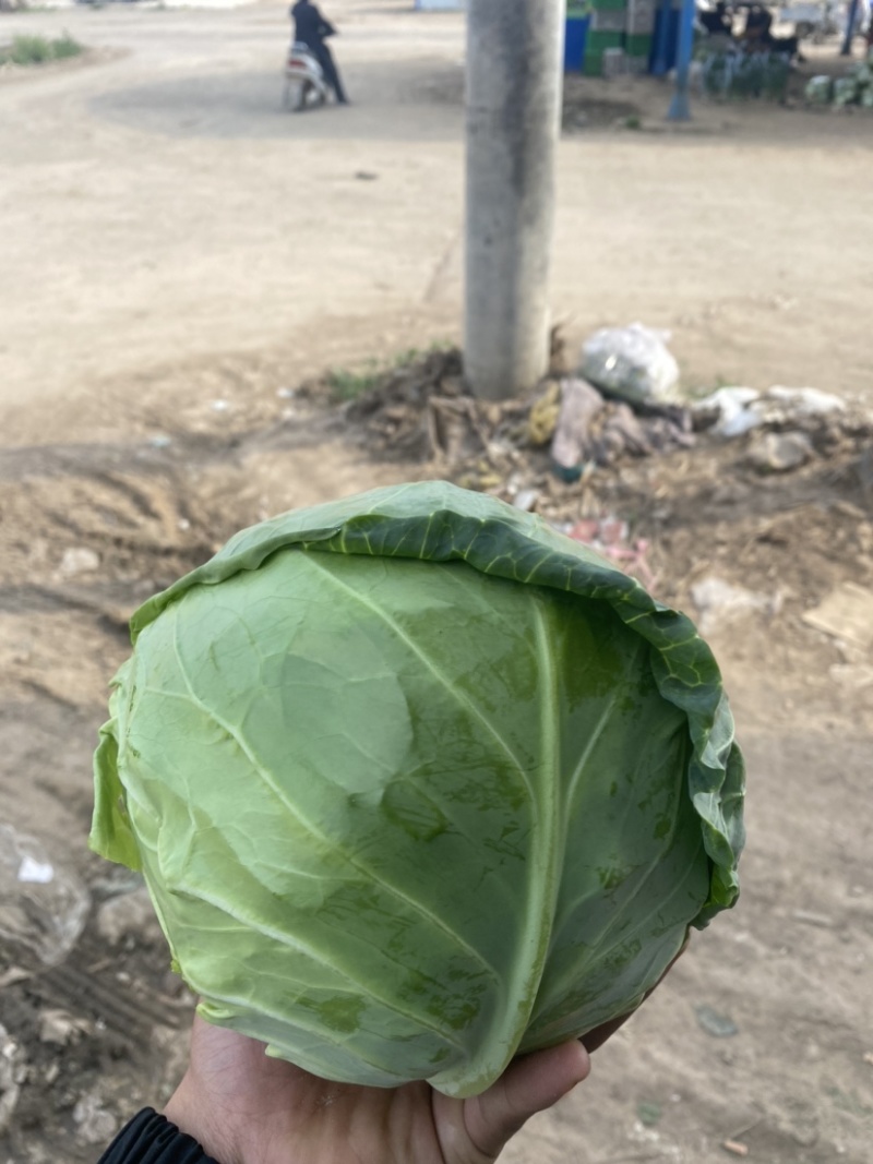 精品甘蓝质量保证甘甜清脆货源充足