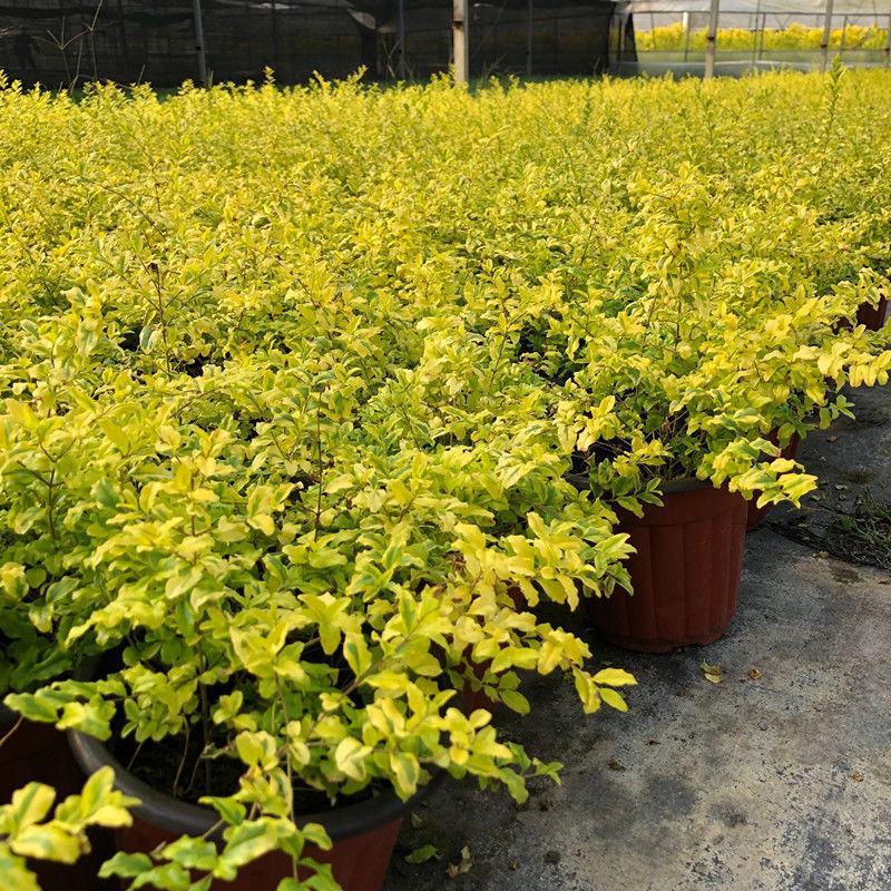 金叶女贞盆栽阳台庭院花叶盆栽地栽金色观叶植物耐寒耐热四季