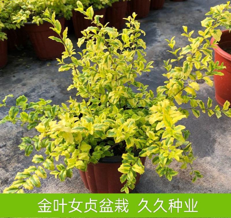 金叶女贞盆栽阳台庭院花叶盆栽地栽金色观叶植物耐寒耐热四季