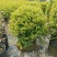 金叶女贞盆栽阳台庭院花叶盆栽地栽金色观叶植物耐寒耐热四季