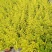 金叶女贞盆栽阳台庭院花叶盆栽地栽金色观叶植物耐寒耐热四季