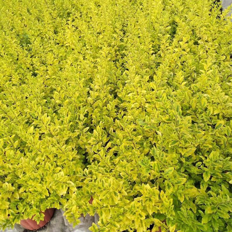 金叶女贞盆栽阳台庭院花叶盆栽地栽金色观叶植物耐寒耐热四季