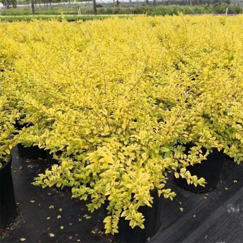 金叶女贞盆栽阳台庭院花叶盆栽地栽金色观叶植物耐寒耐热四季