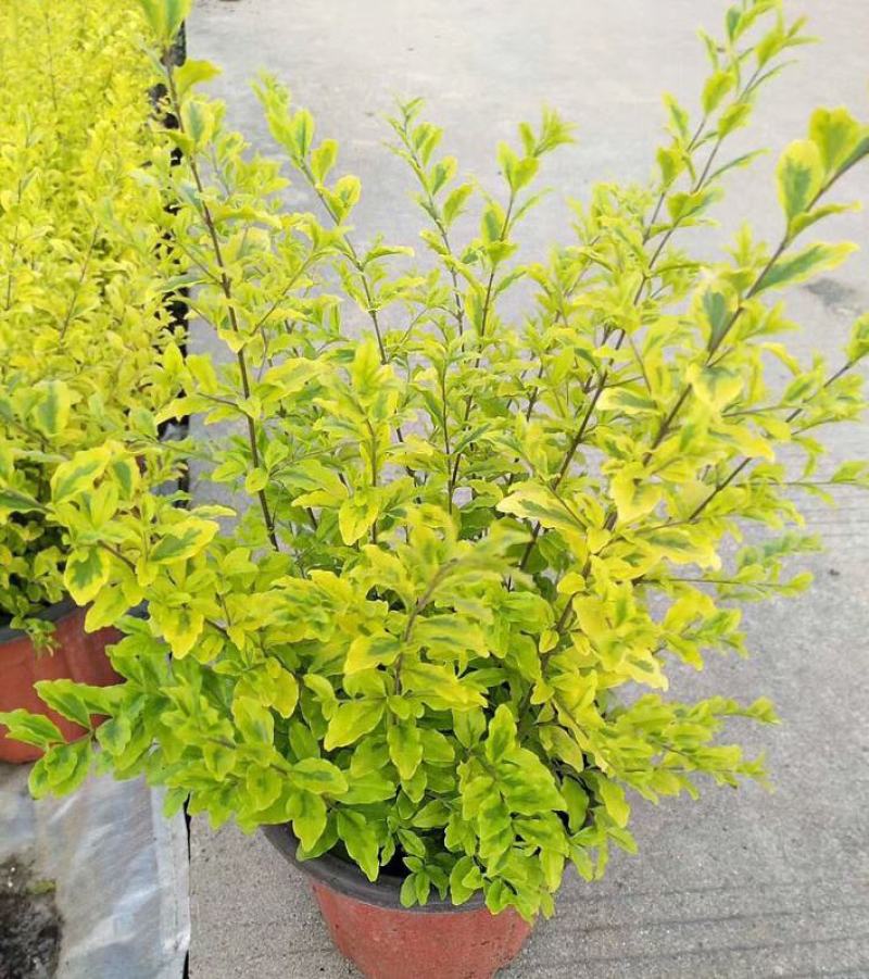 金叶女贞盆栽阳台庭院花叶盆栽地栽金色观叶植物耐寒耐热四季