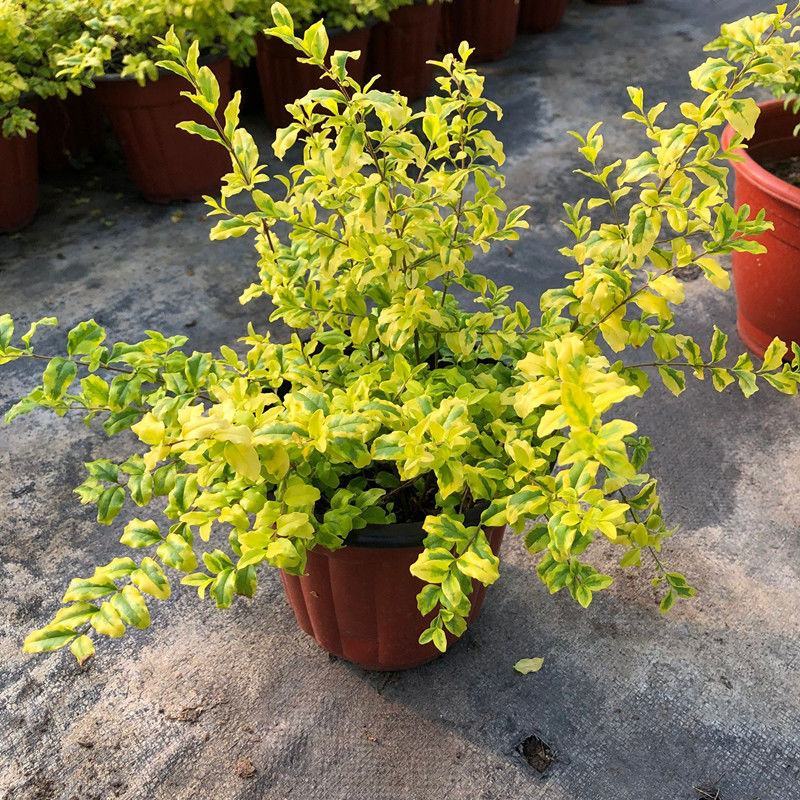 金叶女贞盆栽阳台庭院花叶盆栽地栽金色观叶植物耐寒耐热四季