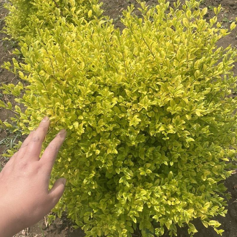 金叶女贞盆栽阳台庭院花叶盆栽地栽金色观叶植物耐寒耐热四季