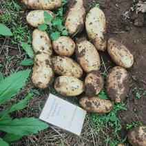 贵州红心土豆大上市，需要的。