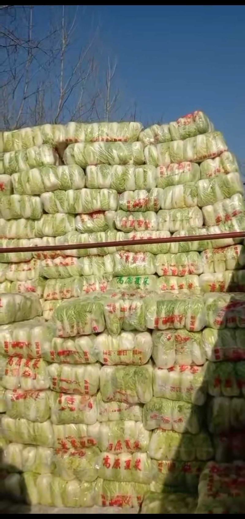 娃娃菜。精品大娃小娃。场地库房齐全。保质保量。欢迎采购。