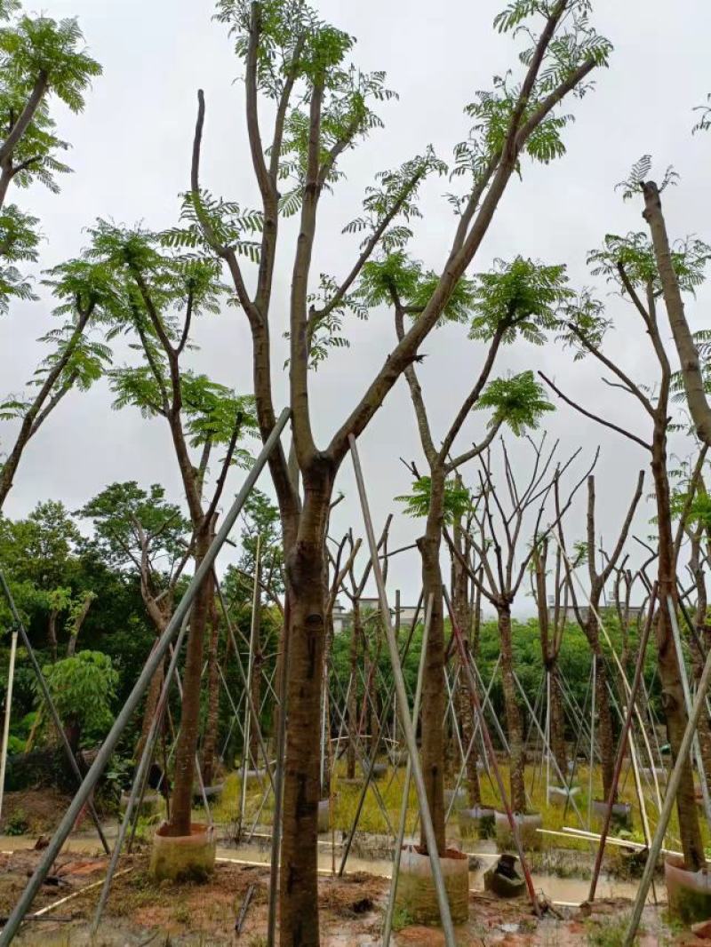 凤凰木，，联系我时说是在一亩田里面找我的