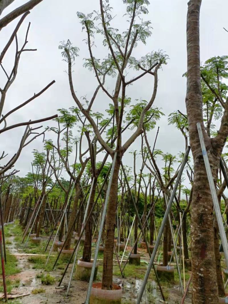 凤凰木，，联系我时说是在一亩田里面找我的