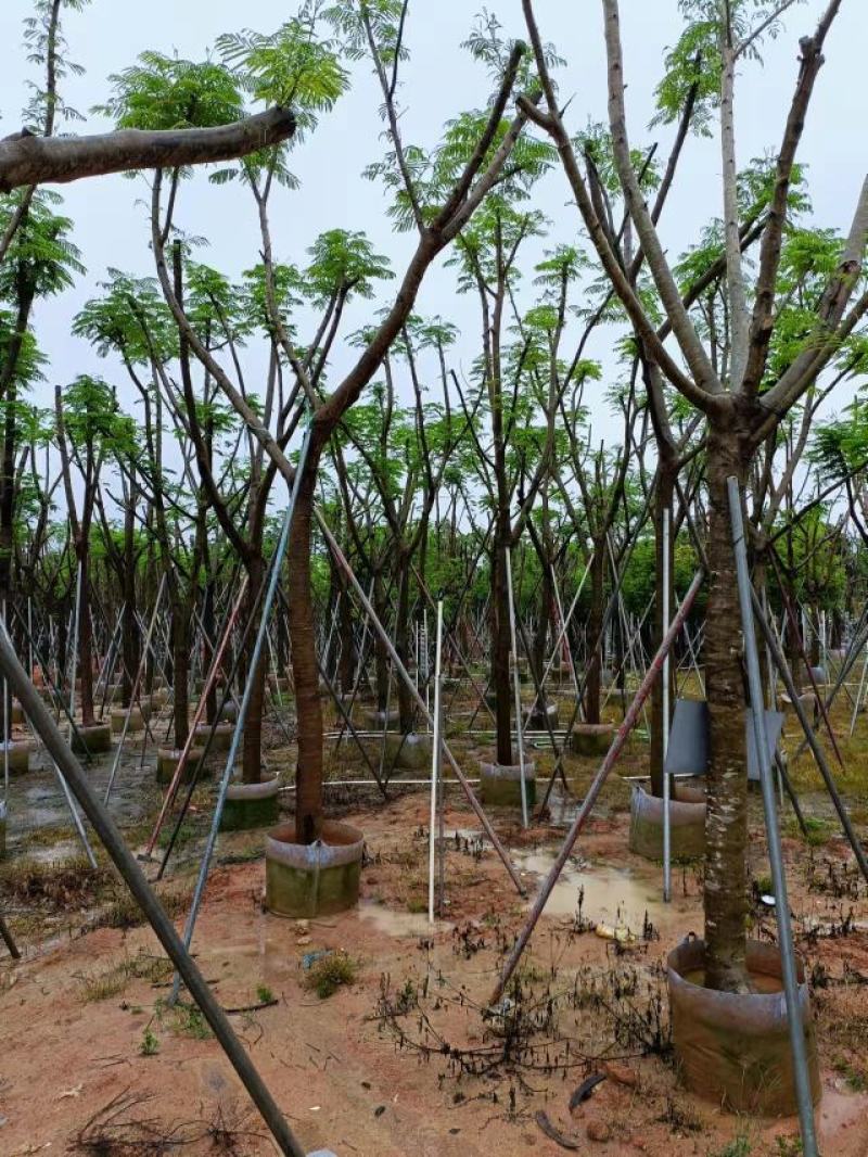 凤凰木，，联系我时说是在一亩田里面找我的