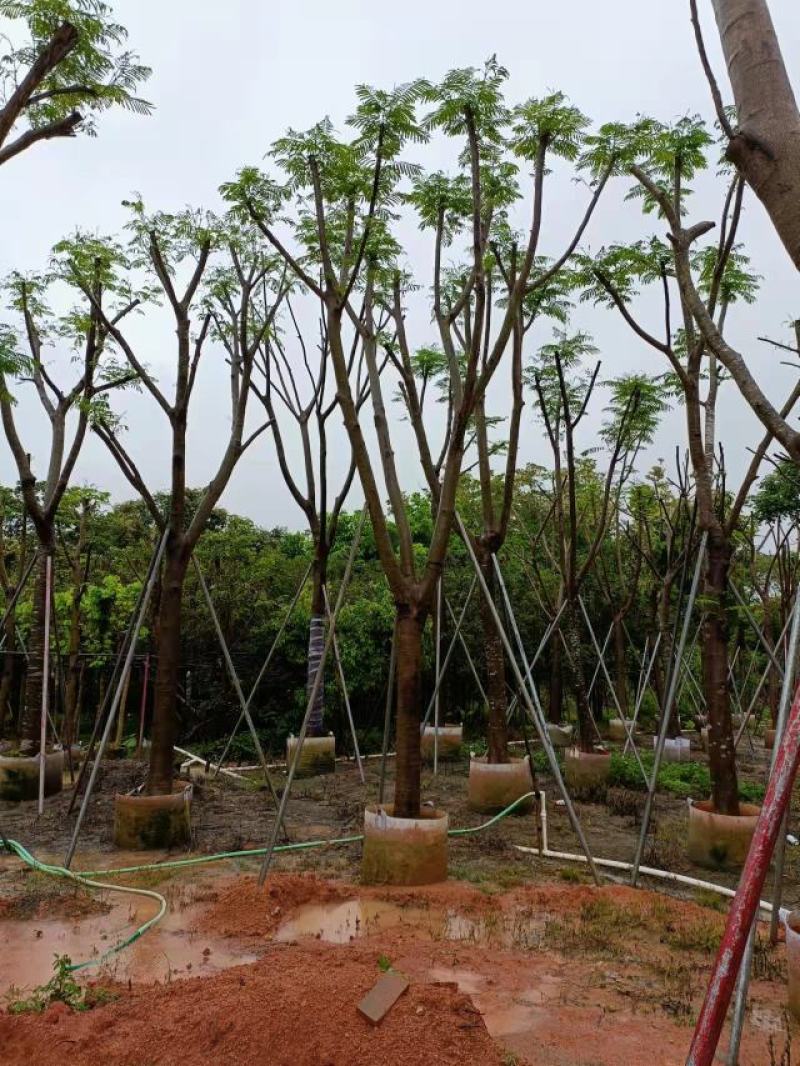 凤凰木，，联系我时说是在一亩田里面找我的