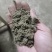 专业生产不同的艾草制品，不同比例的艾灸条，艾粉大量批发