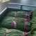 黑龙江新开园豆角油豆角质量好价格低提供空运服务