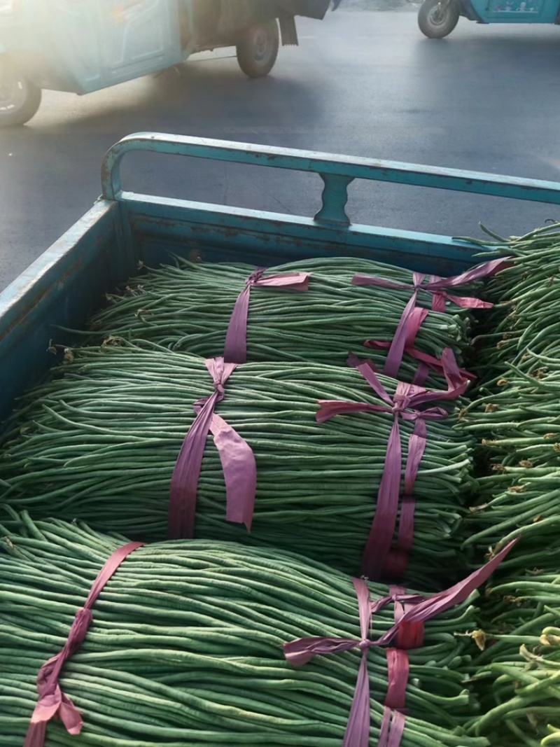 黑龙江新开园豆角油豆角质量好价格低提供空运服务