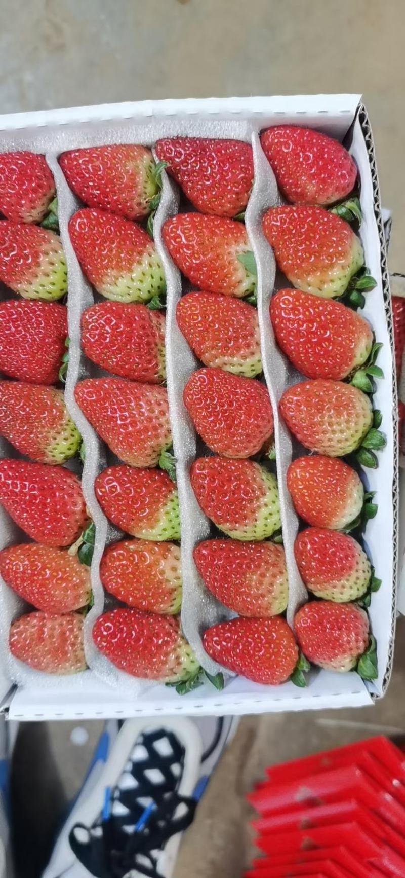云南蒙特瑞草莓4*5