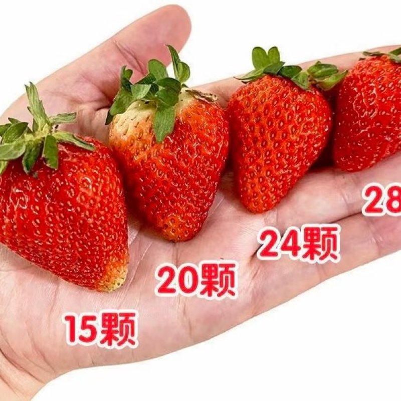 云南蒙特瑞草莓十合一