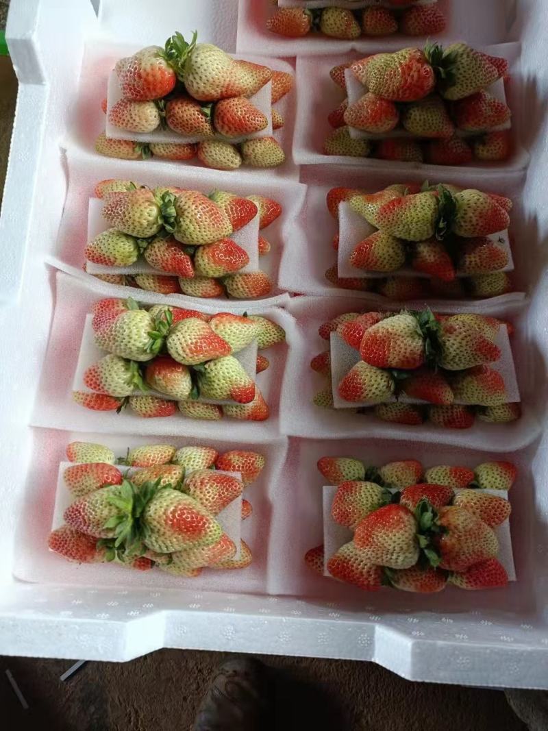 云南蒙特瑞草莓十合一