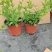 白雪花盆栽花期长好养开花植物庭院阳台盆栽