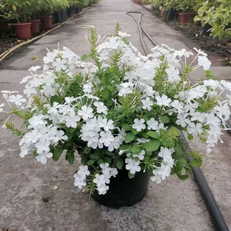 白雪花盆栽花期长好养开花植物庭院阳台盆栽