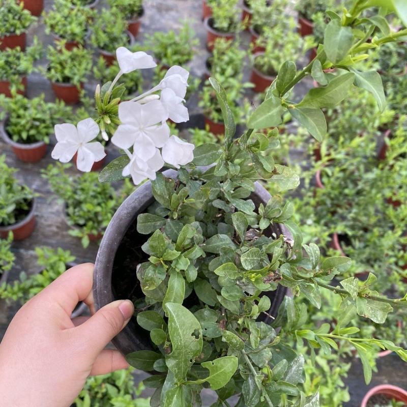 白雪花盆栽花期长好养开花植物庭院阳台盆栽