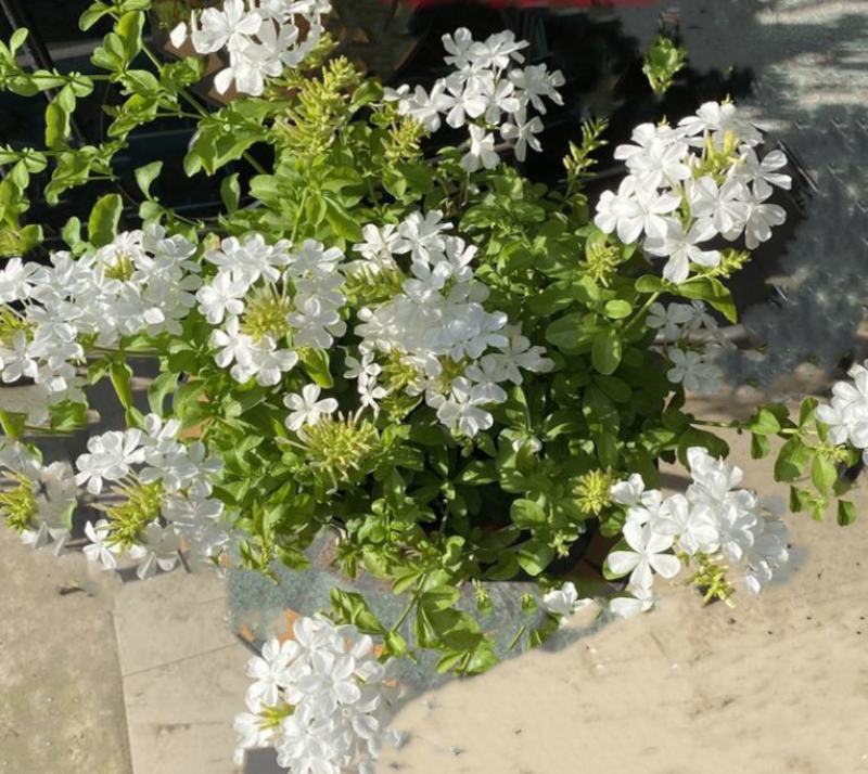 白雪花盆栽花期长好养开花植物庭院阳台盆栽