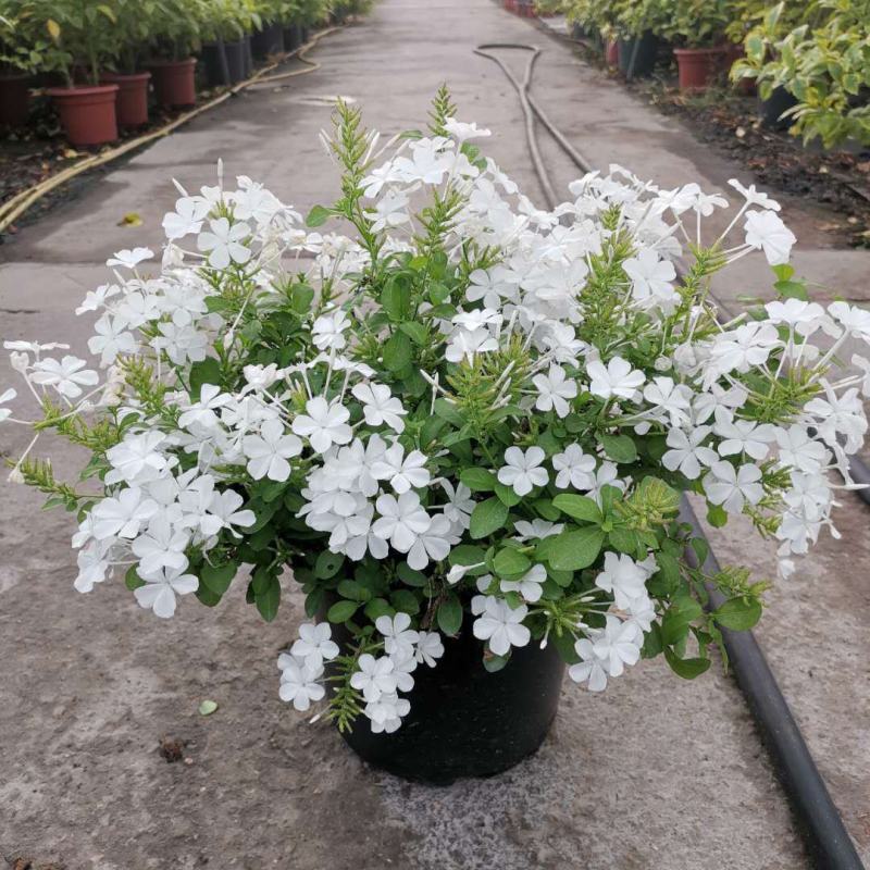 白雪花盆栽花期长好养开花植物庭院阳台盆栽