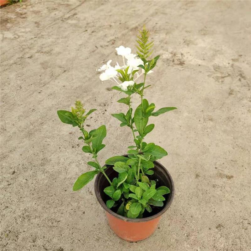 白雪花盆栽花期长好养开花植物庭院阳台盆栽