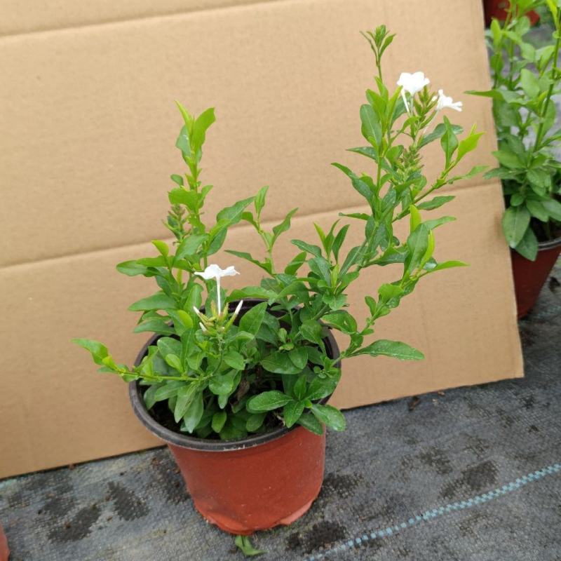 白雪花盆栽花期长好养开花植物庭院阳台盆栽