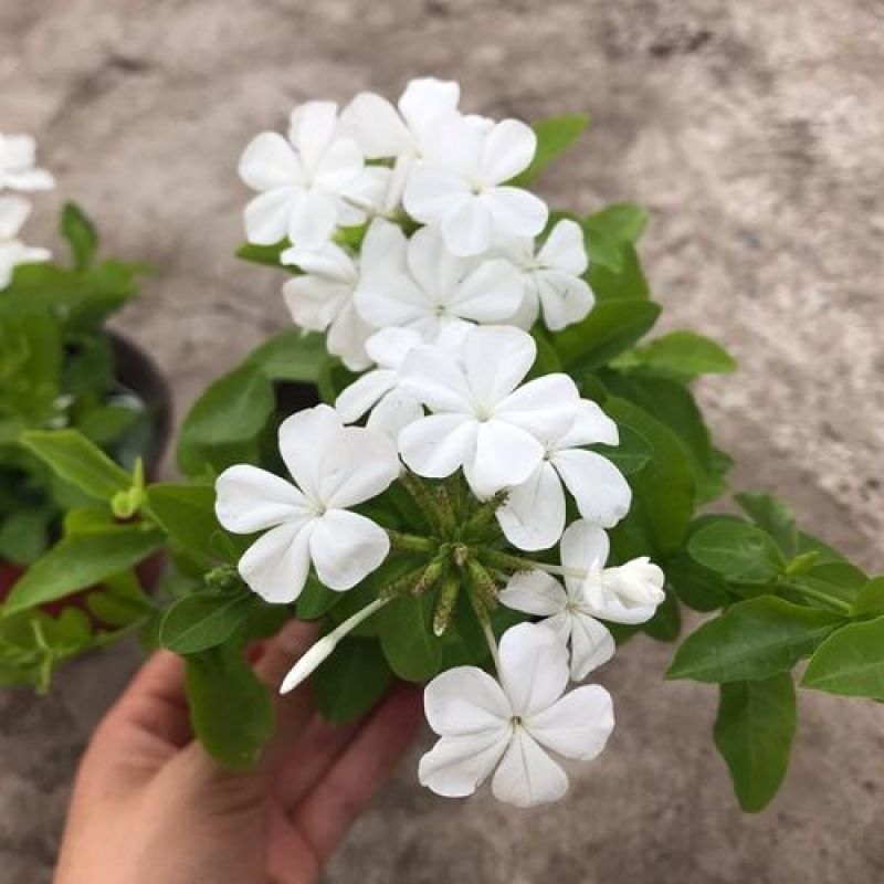 白雪花盆栽花期长好养开花植物庭院阳台盆栽