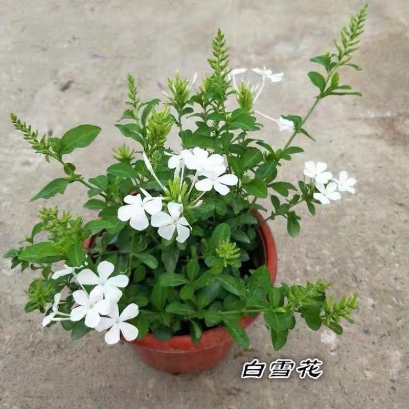 白雪花盆栽花期长好养开花植物庭院阳台盆栽