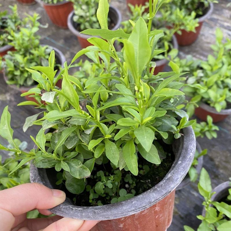 白雪花盆栽花期长好养开花植物庭院阳台盆栽