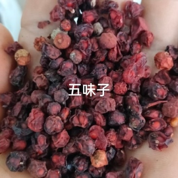 五味子北五味辽五味