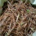仙茅小棕根小叶品质保证量大从优