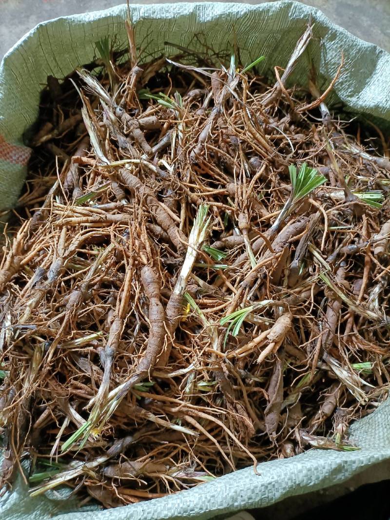 仙茅小棕根小叶品质保证量大从优