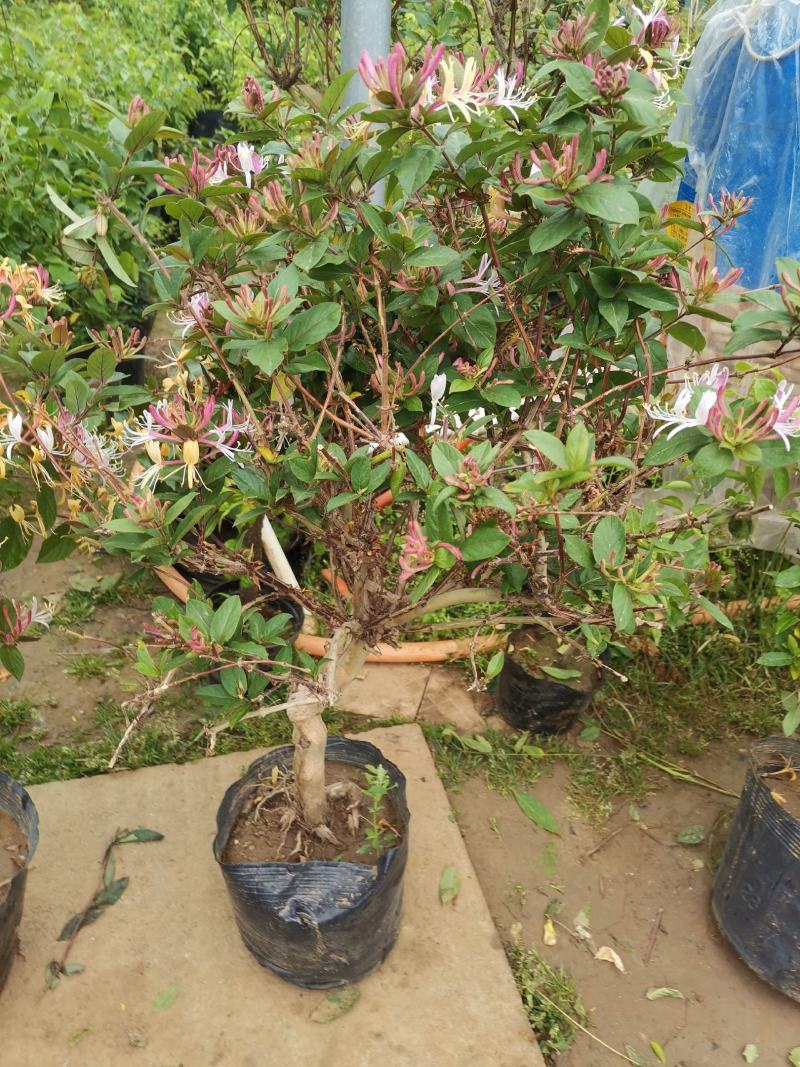 金银花盆栽金银花树苗黄色金银花红色金银花五彩金银花