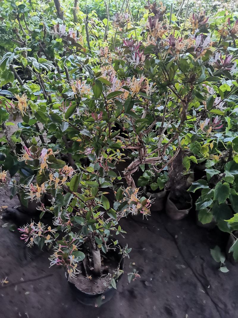 金银花盆栽金银花树苗黄色金银花红色金银花五彩金银花