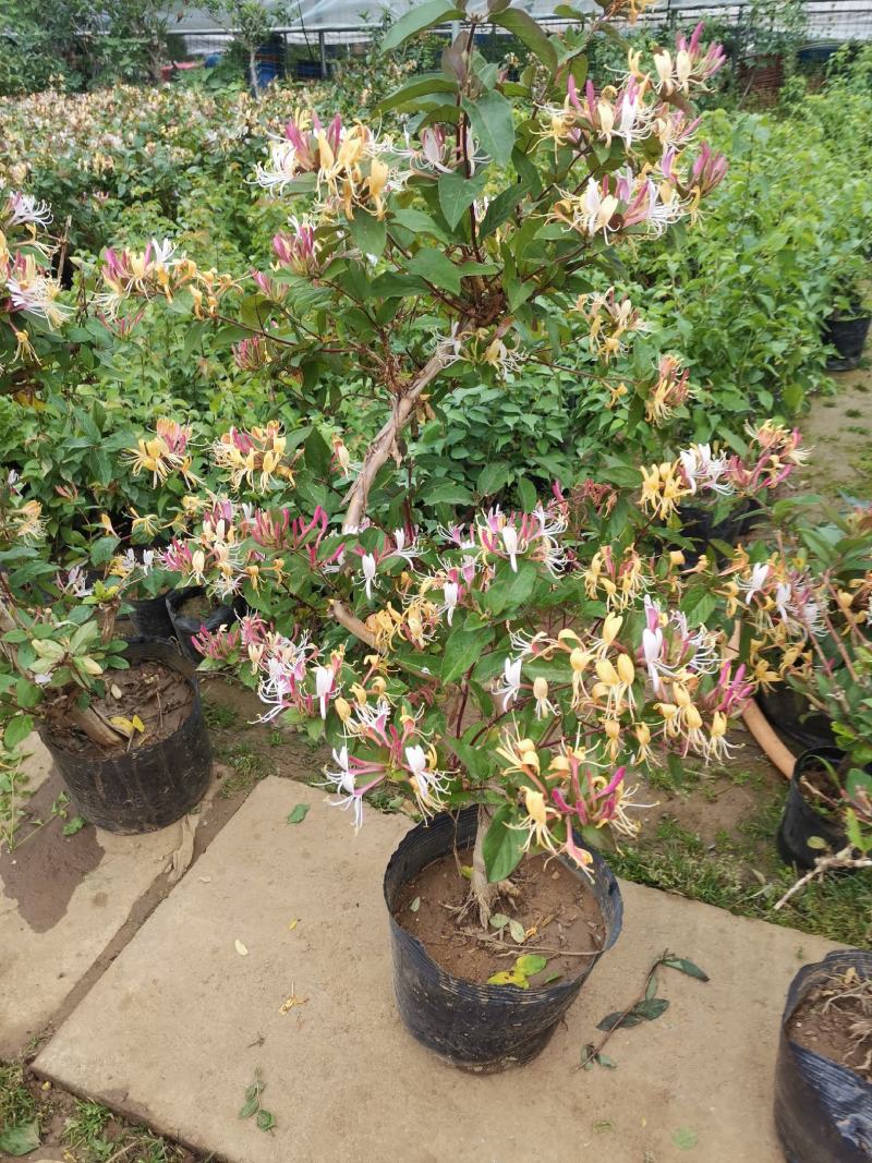 金银花盆栽金银花树苗黄色金银花红色金银花五彩金银花